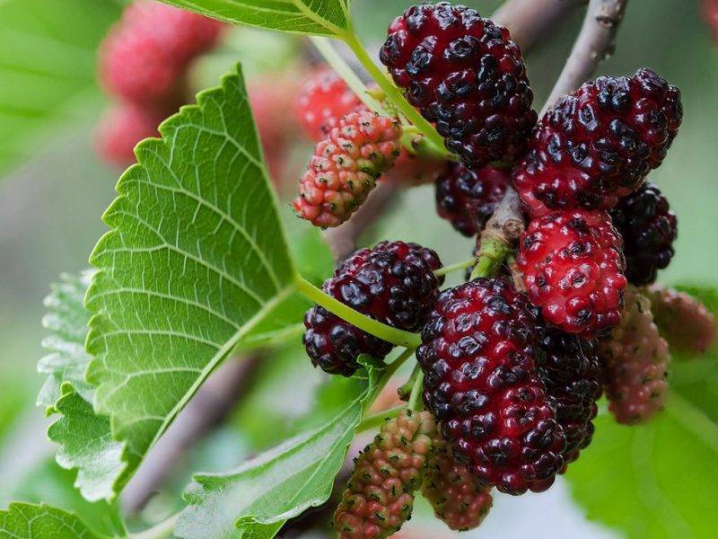 Шелковица купить саженцы из питомнике в Новом Уренгое