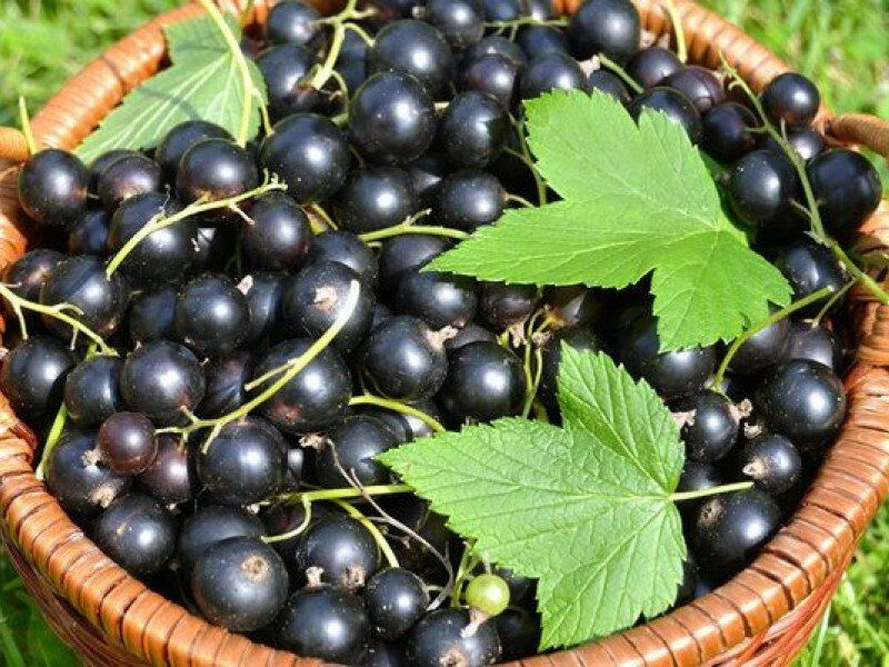 Смородина купить саженцы из питомника в Новом Уренгое
