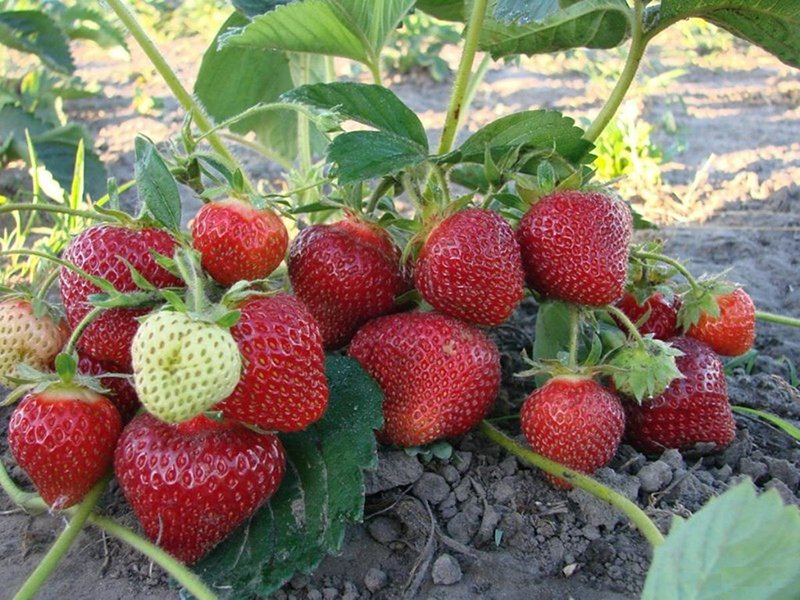 Клубника купить саженцы из питомника в Новом Уренгое