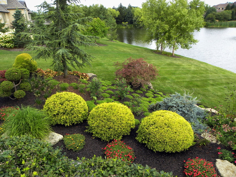 Декоративные растения купить саженцы из питомника в Новом Уренгое