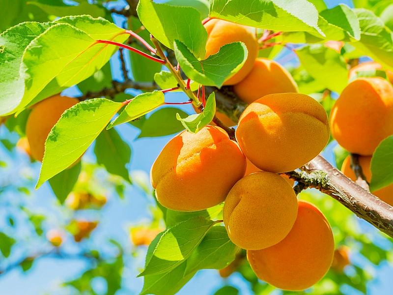 Абрикос купить саженцы из питомнике в Новом Уренгое