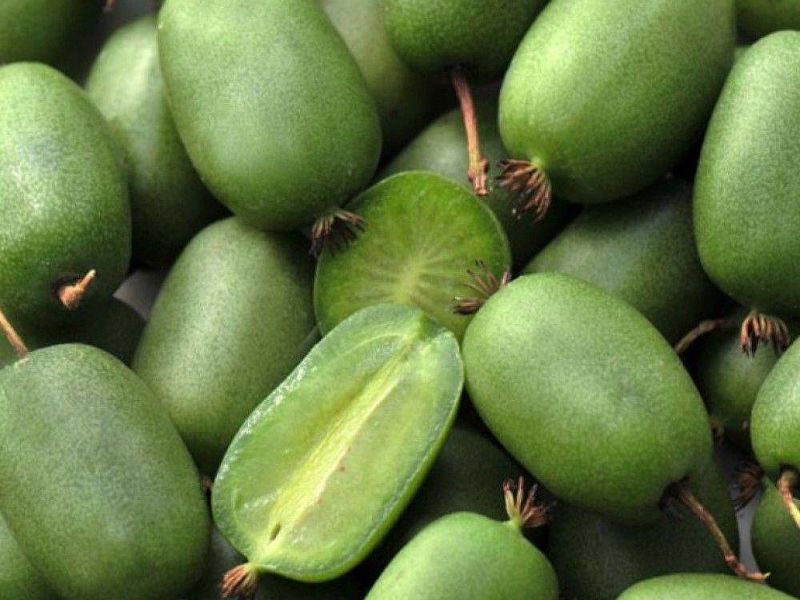 Актинидия купить саженцы из питомнике в Новом Уренгое