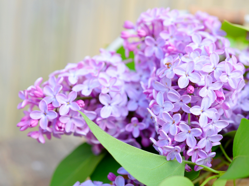 Сирень купить саженцы из питомнике в Новом Уренгое