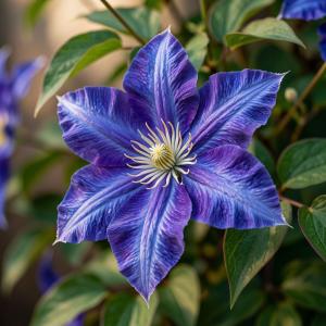Клематис Кассандра саженец